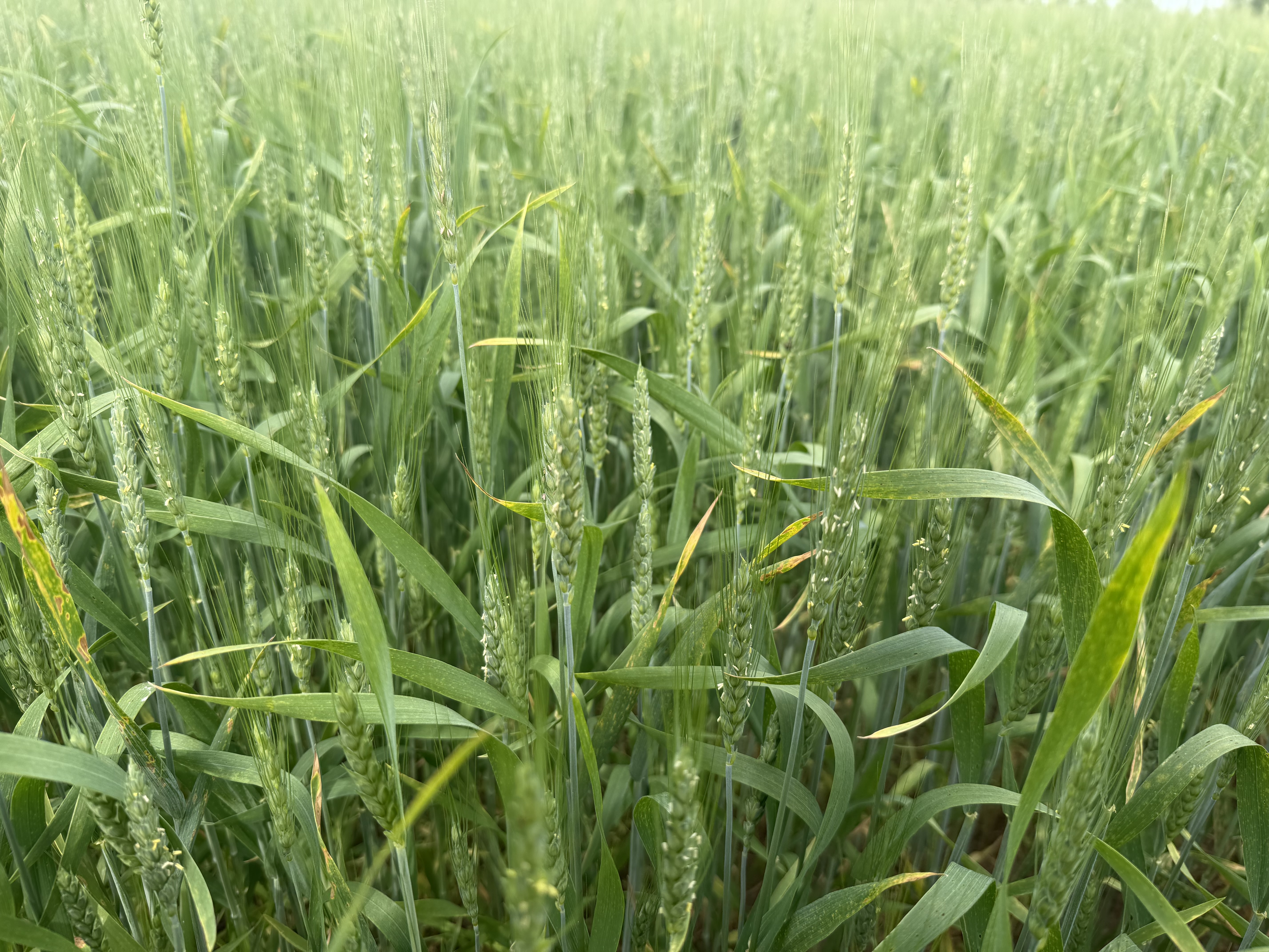 An up-close picture of a section of a wheat field. 